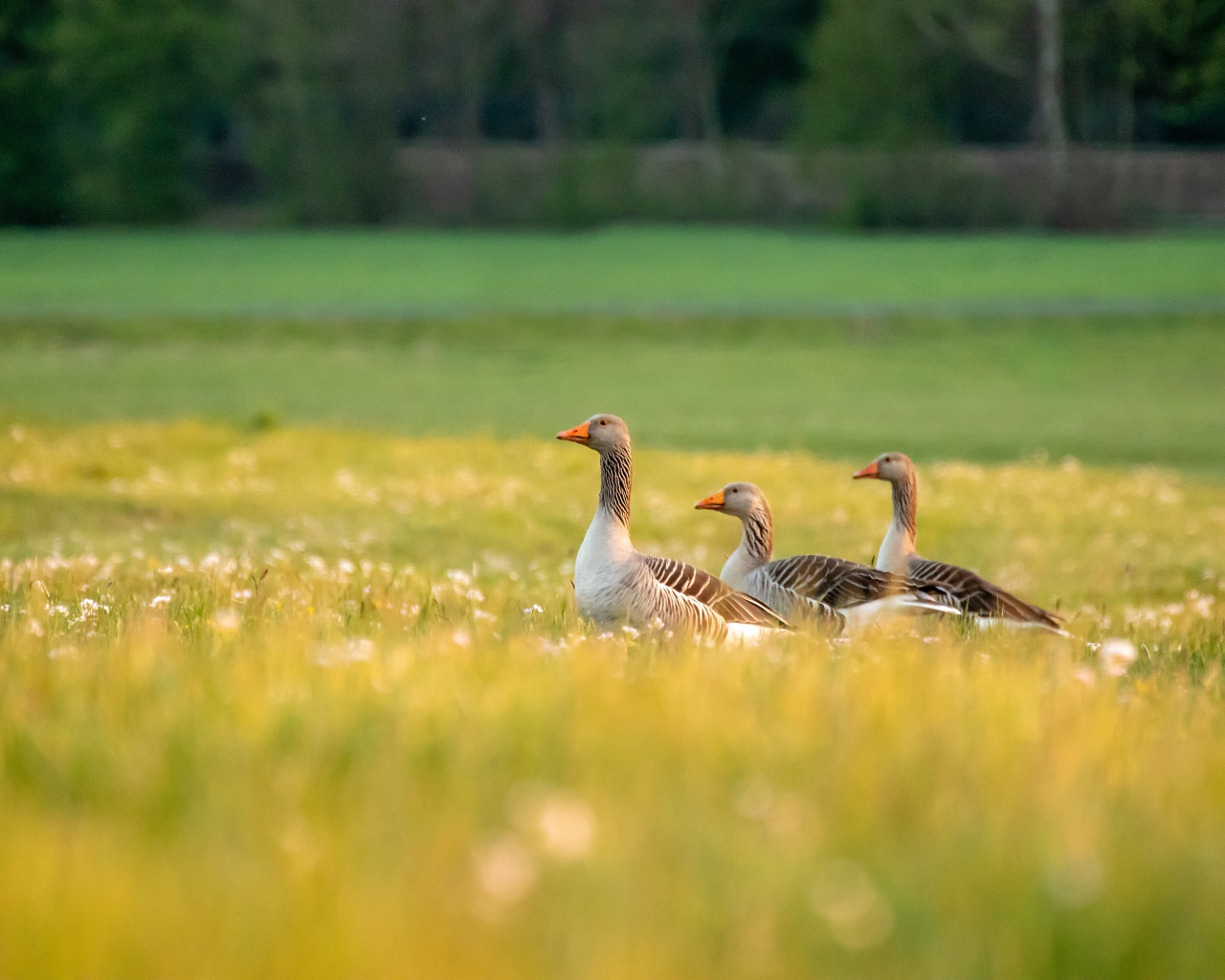 Три гусыни на зеленой траве