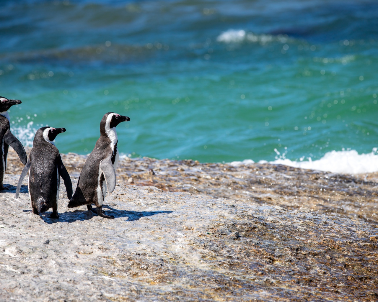 Три маленьких пингвина на камне у воды