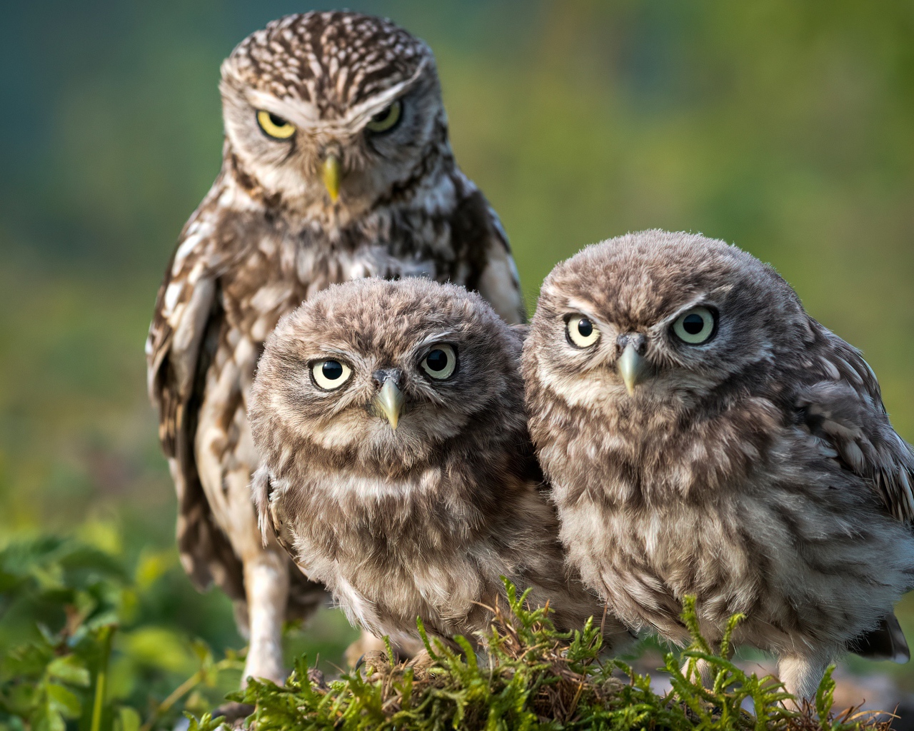 Три совы сидят на зеленой траве