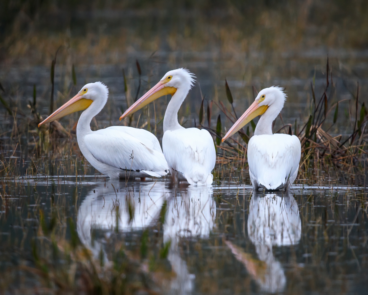 Три белых цапли охотятся в воде
