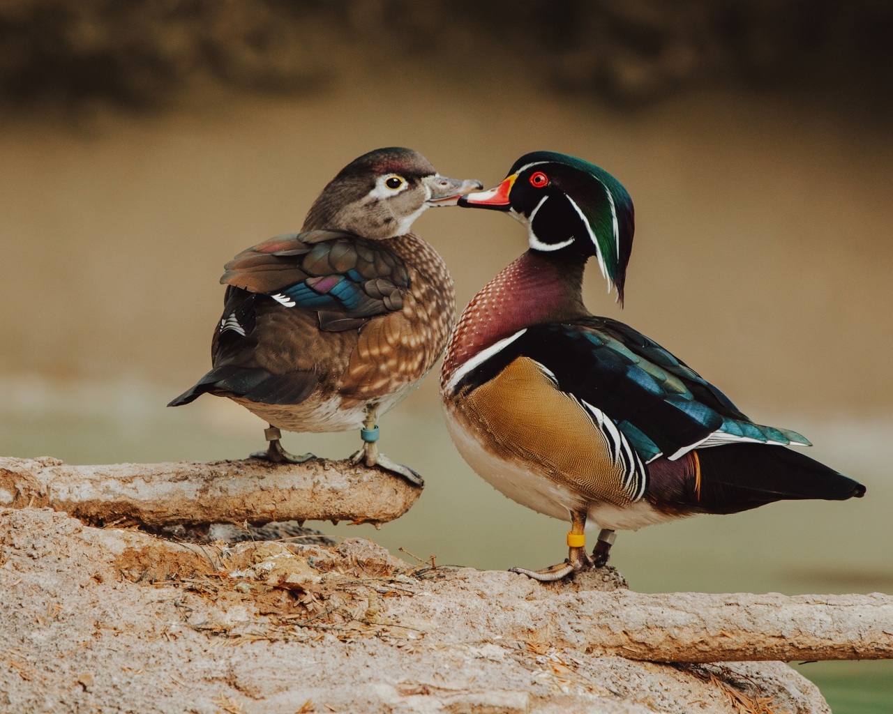 Две красивых разноцветных уточки на дереве