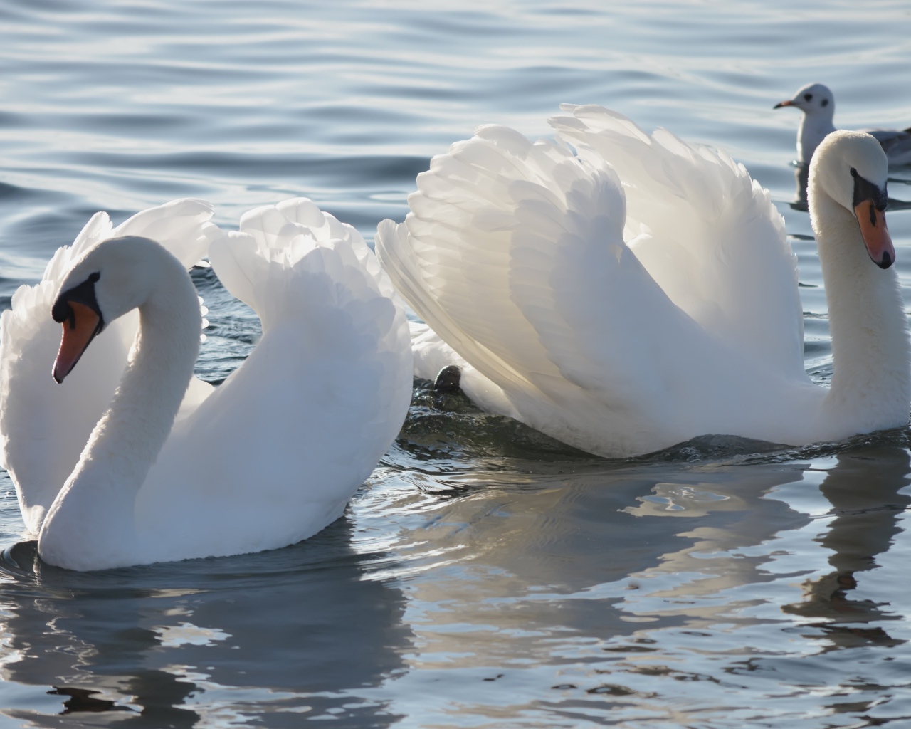 Два красивых белых лебедя в пруду с чайкой 