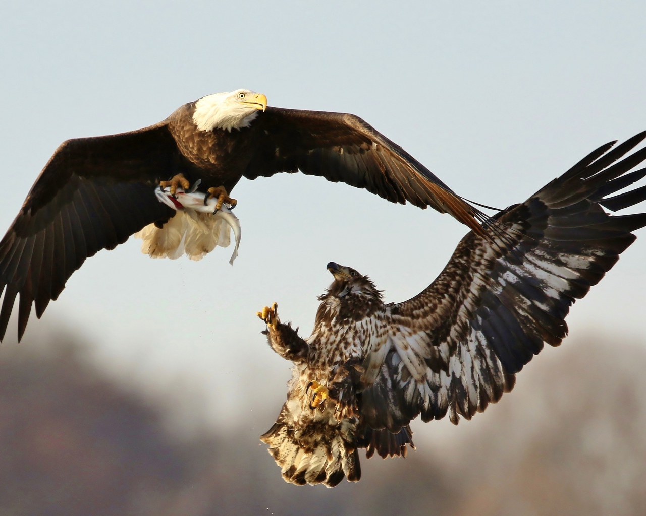 Two birds of prey fight in the air