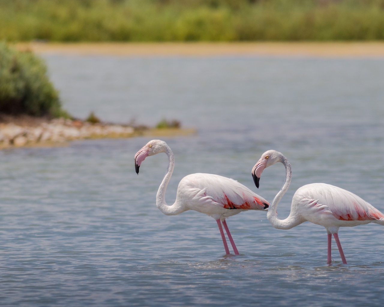 Два фламинго стоят в воде 