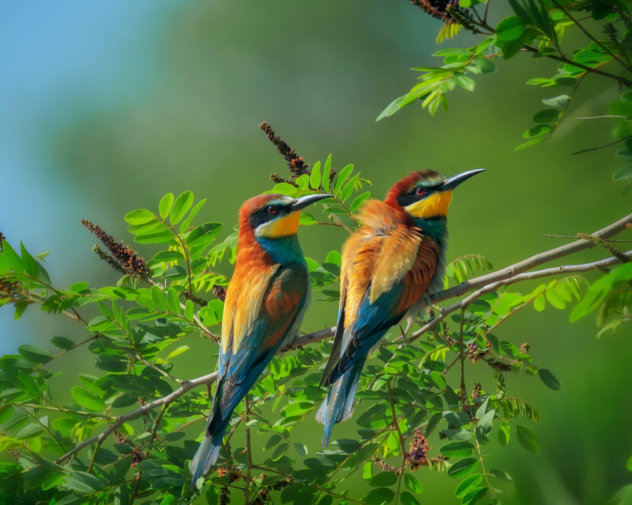 Две золотистые щурки сидят на ветке дерева 