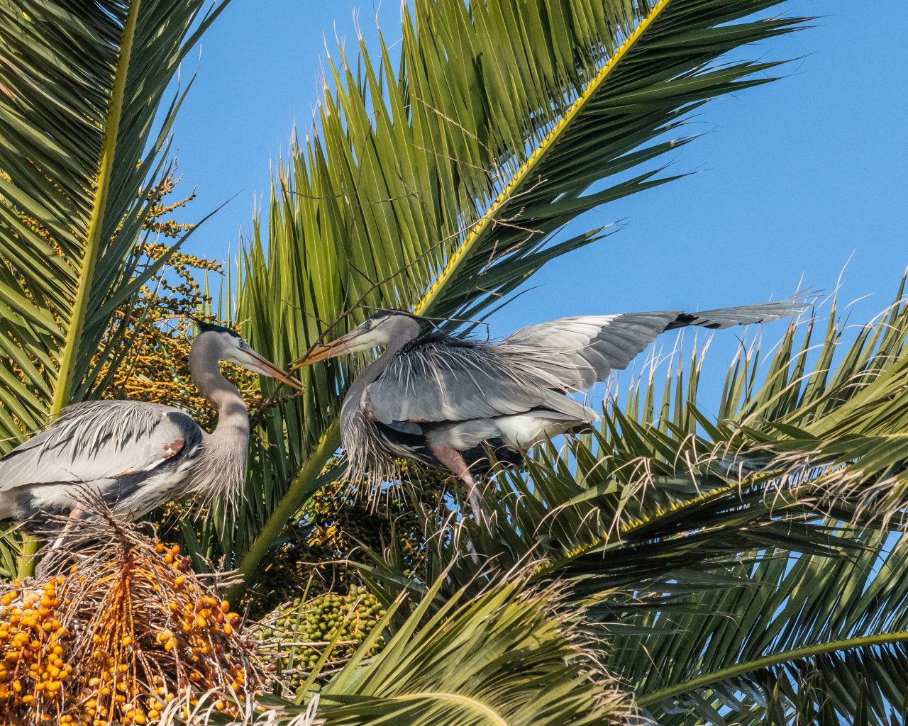 Два серых пеликана сидят в пальмовых листьях 