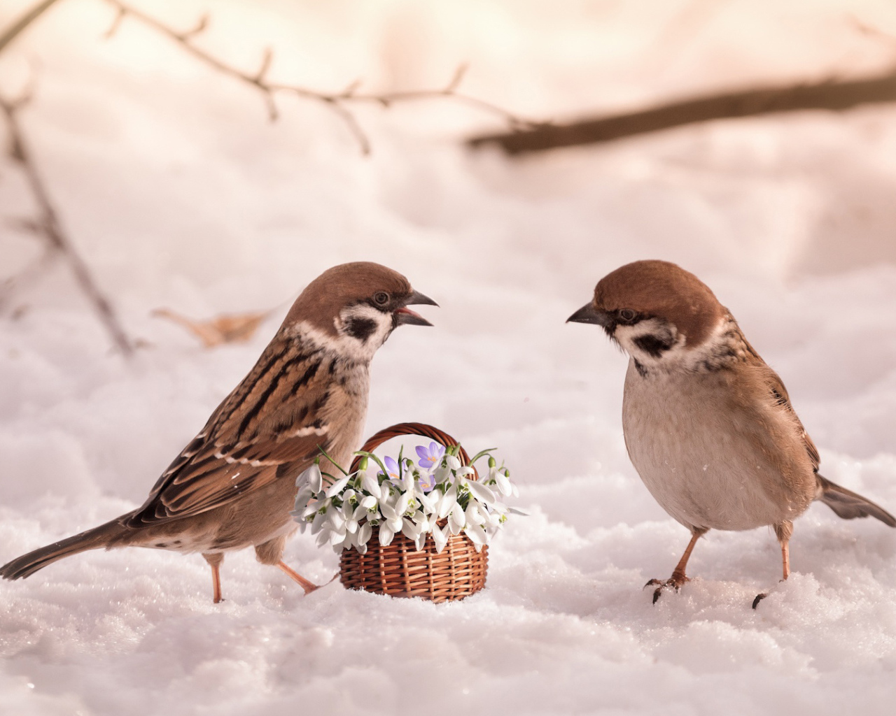 Два маленьких  воробья с цветами на снегу 
