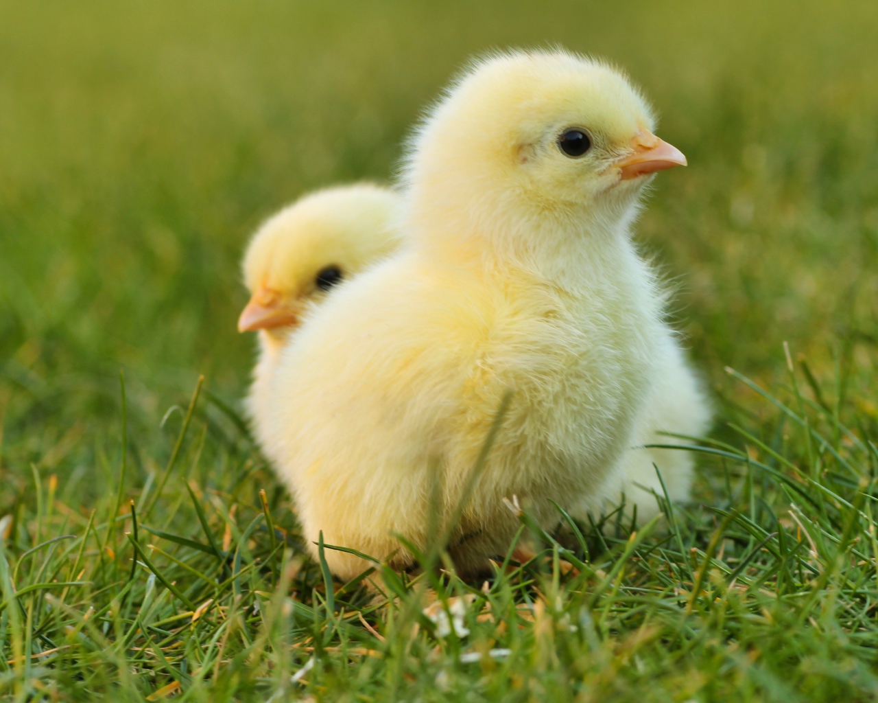 Два маленьких желтых цыпленка в зеленой траве 