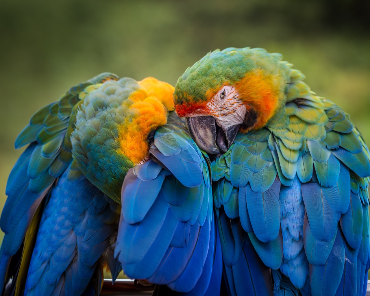 Два попугая голубой ара чистят перья