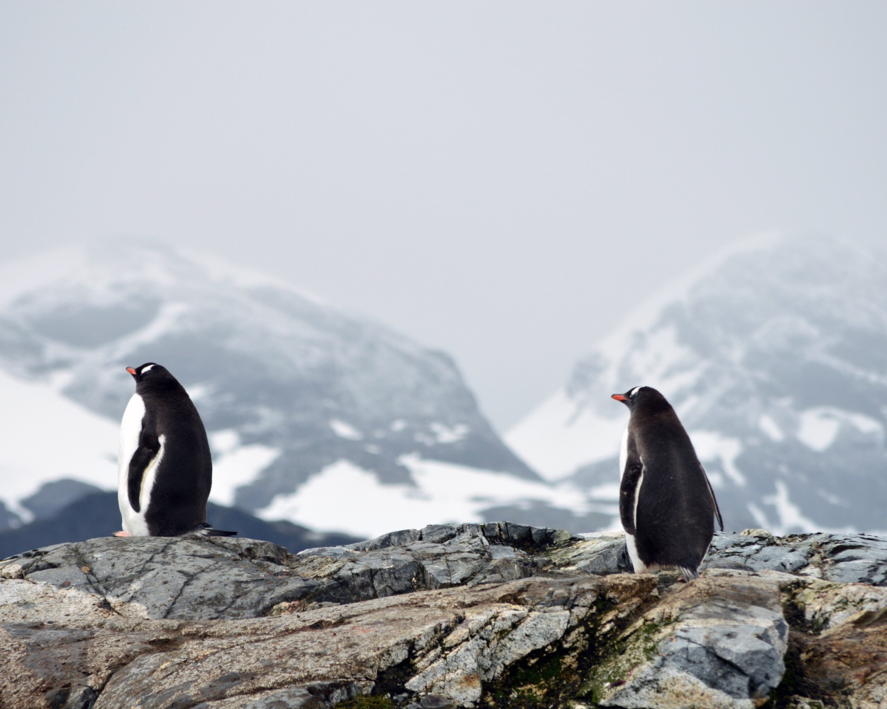 Два пингвина на камнях на фоне заснеженных гор 