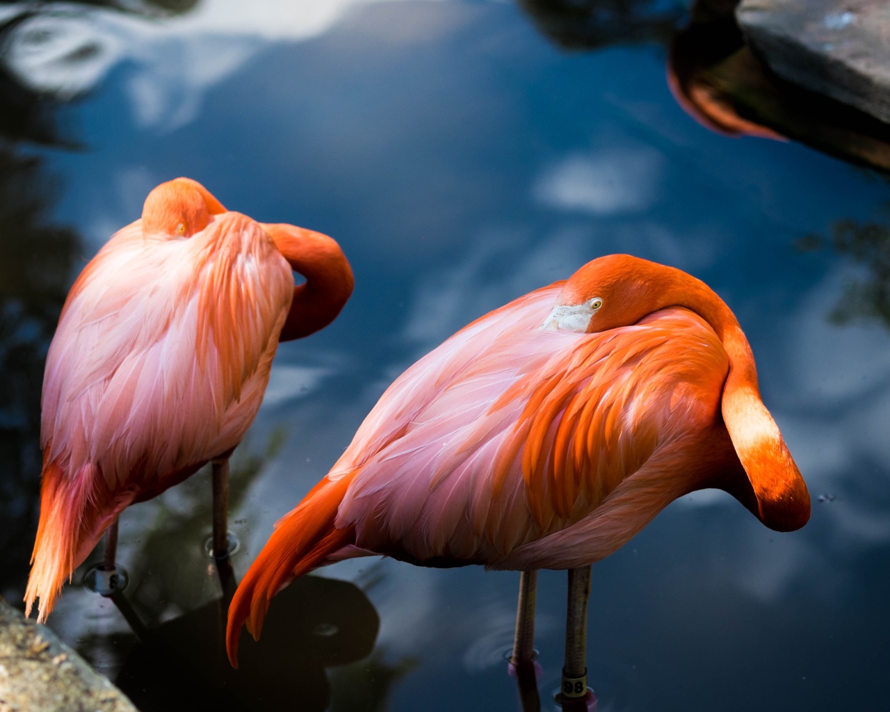 Два розовых фламинго прячут клюв в  перьях