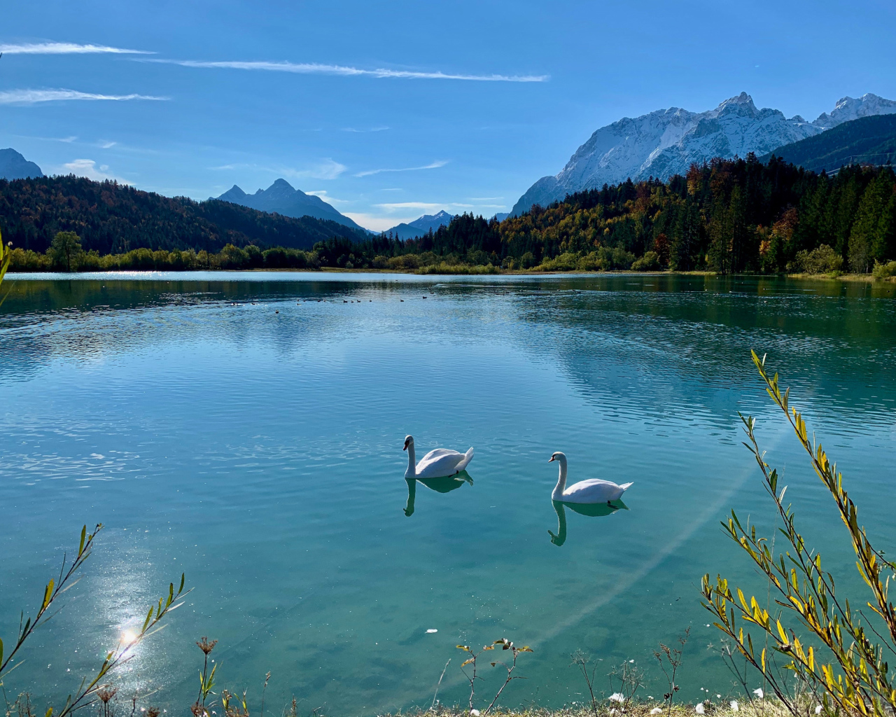 Два белых лебедя на озере в лучах солнца