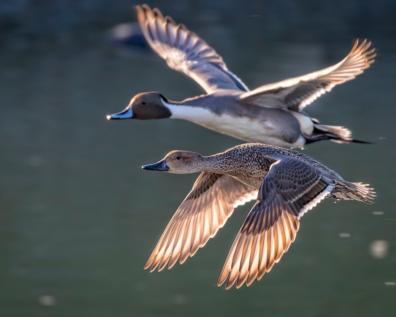 Дву дикие серые утки летят над озером