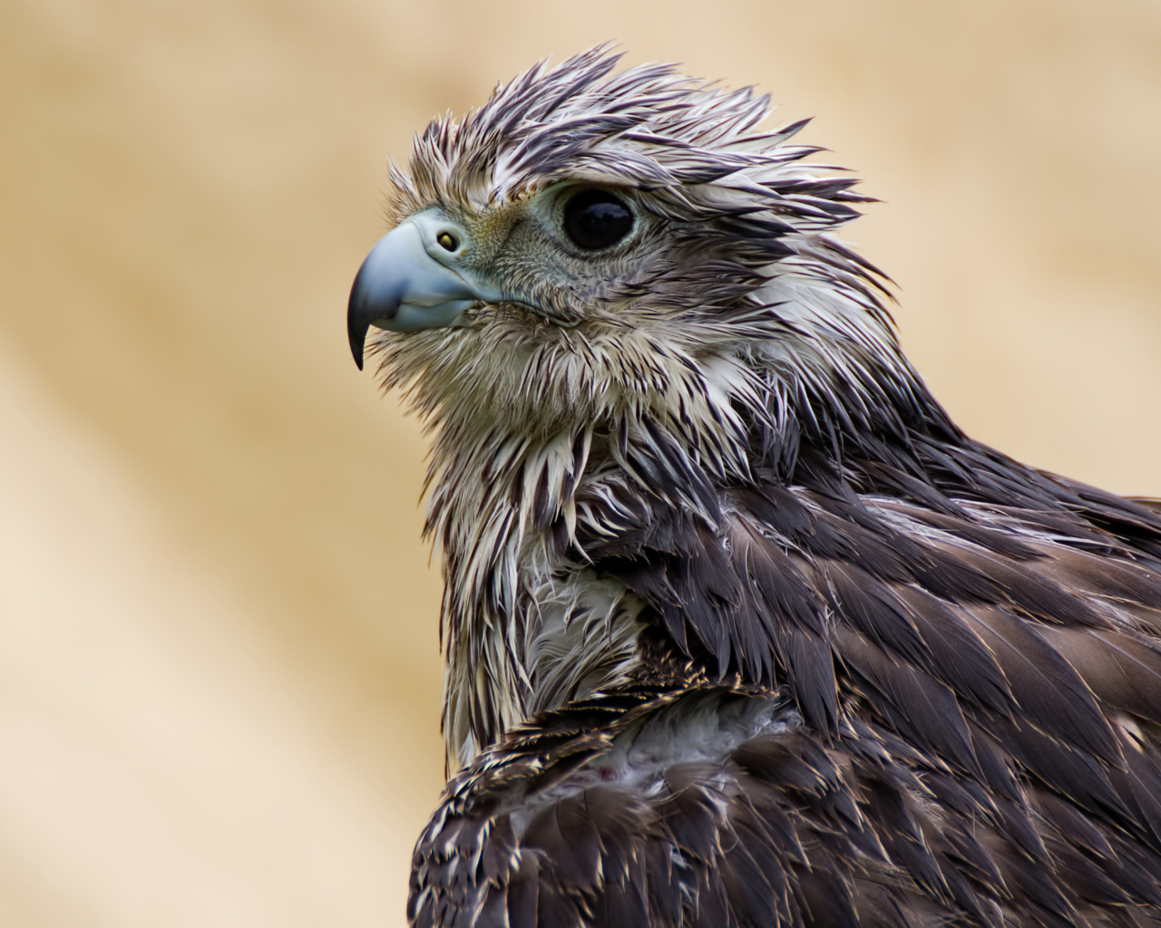 Мокрый ястреб с острым клювом