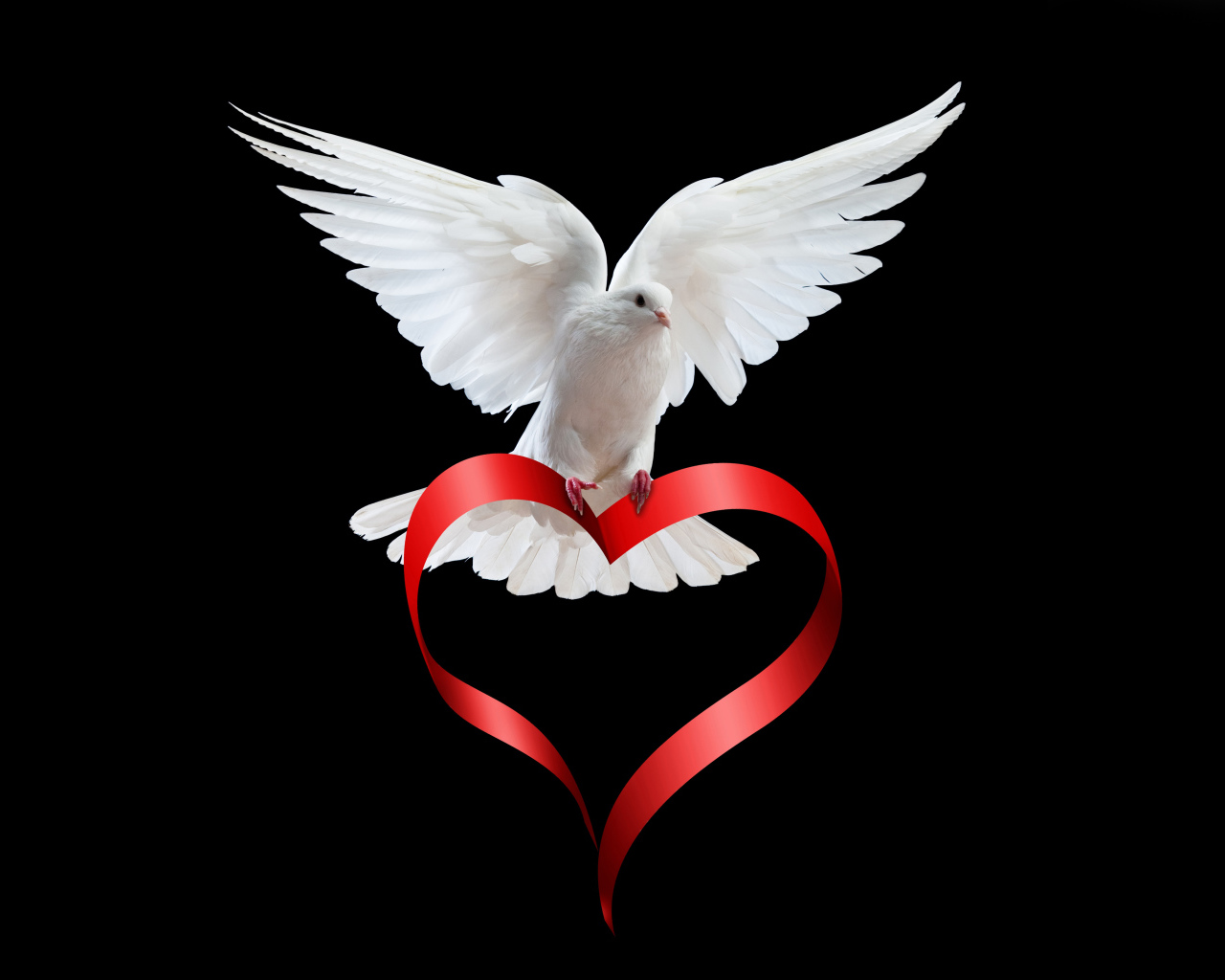 Белый голубь на черном фоне с красной лентой в форме сердца 