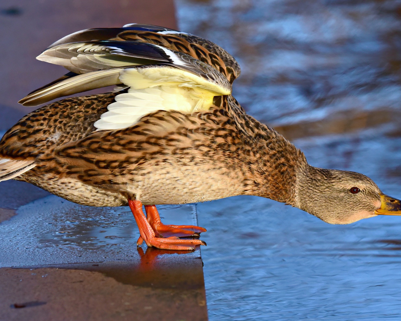 Дикая серая утка стоит у водоема