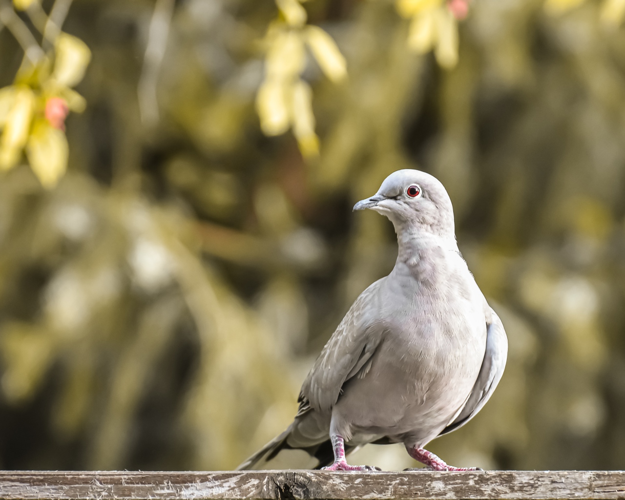 Дикая горлица крупным планом 