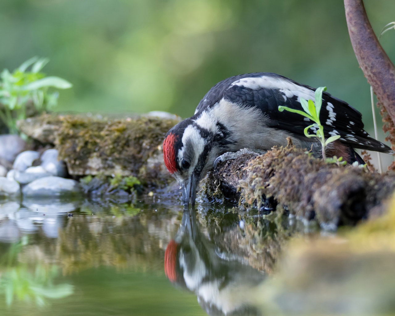 Дятел пьет воду из пруда