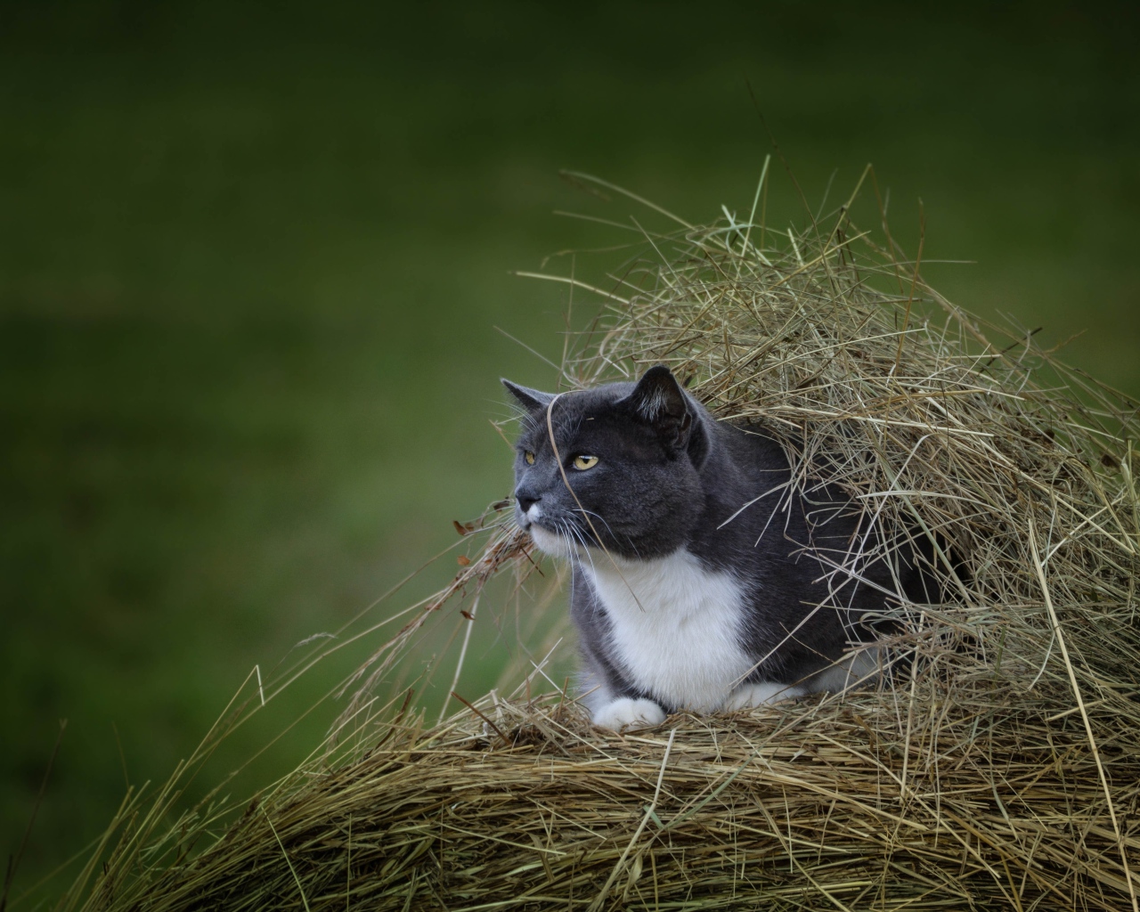 Кот сидит в куче сена на поле