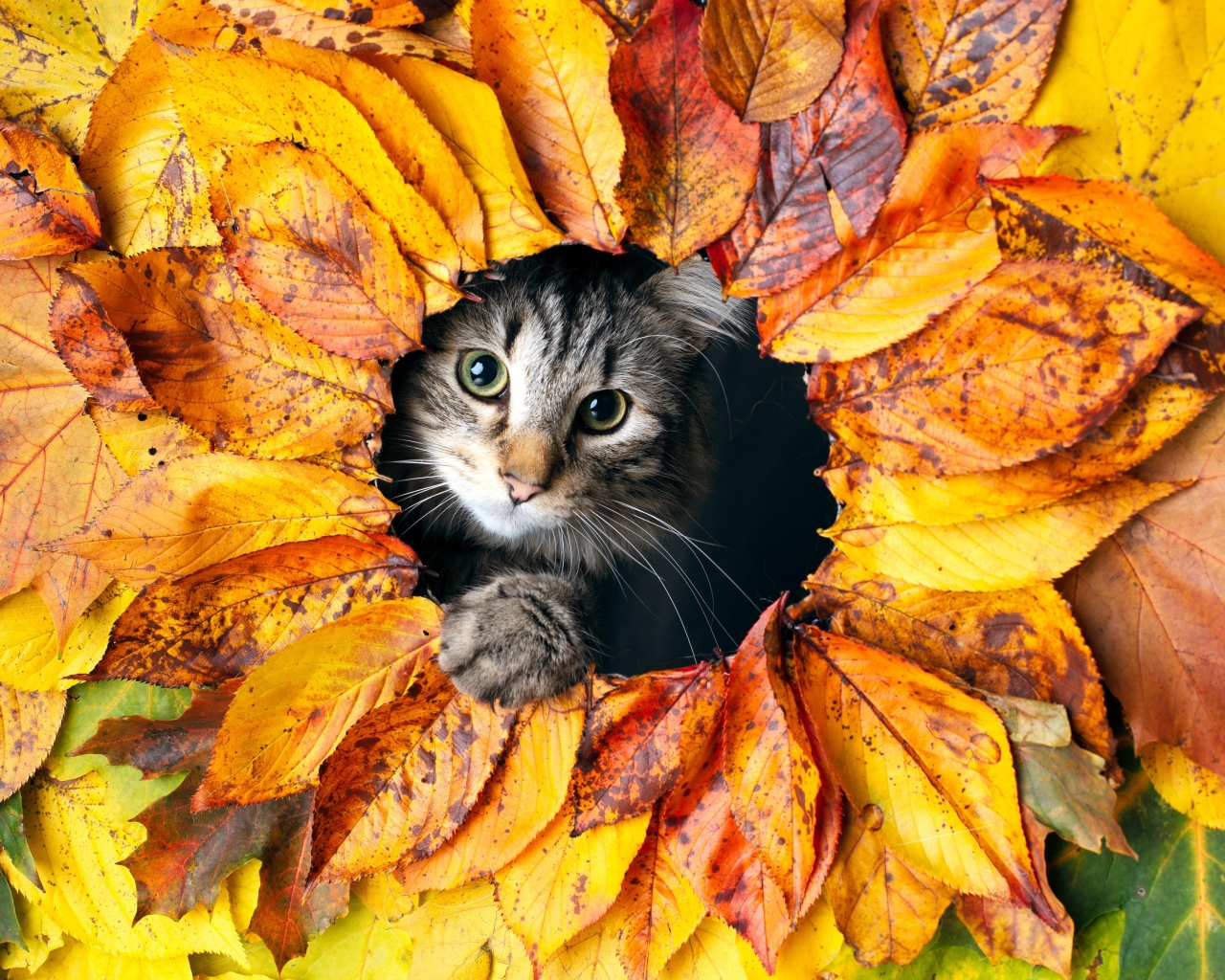 Серый кот выглядывает из дырки из листьев 