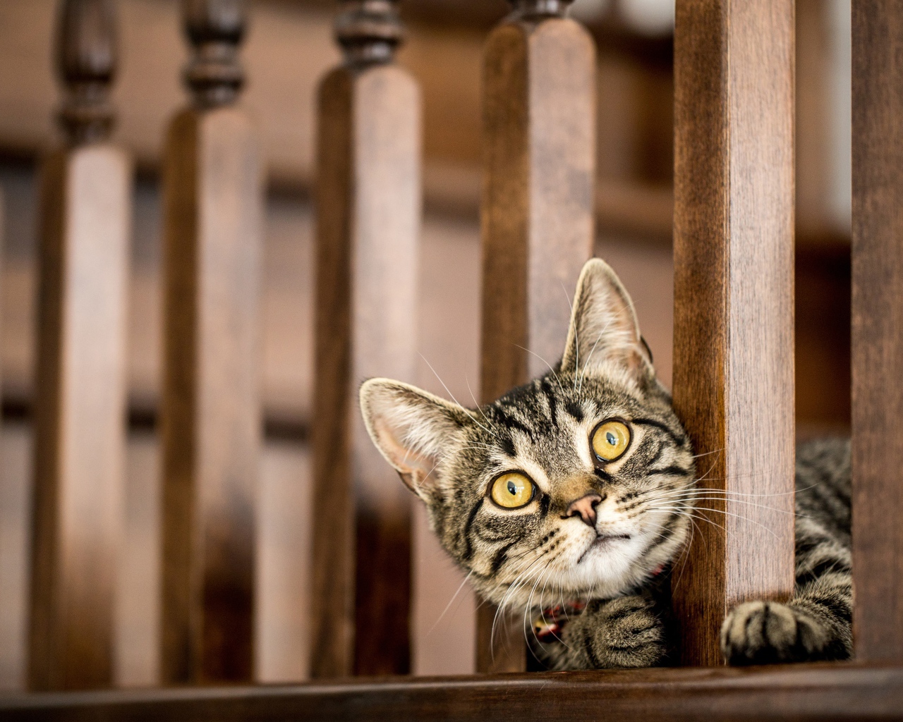 Серый кот с желтыми глазами выглядывает у перил 