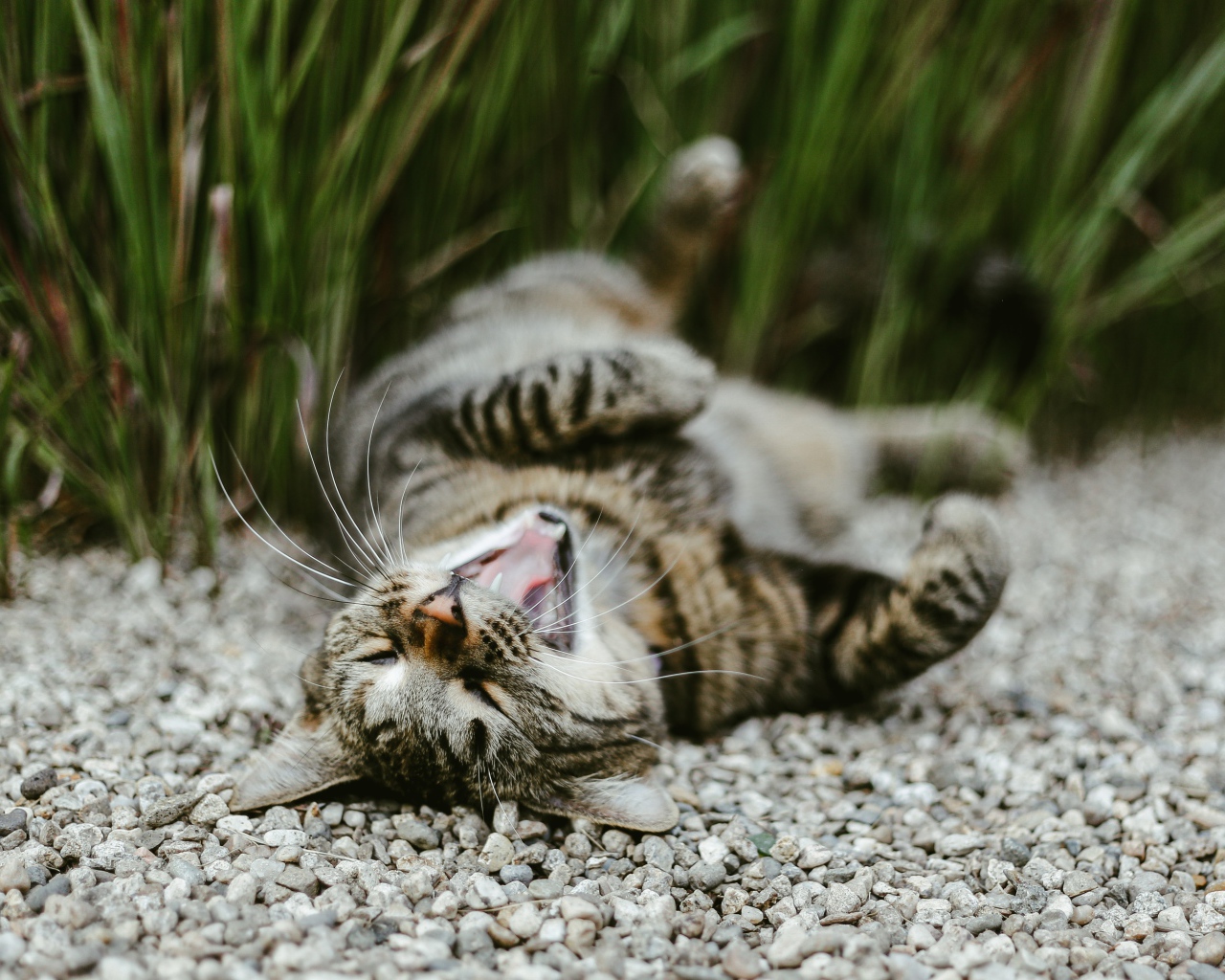 Серый зевающий кот лежит на гальке в саду