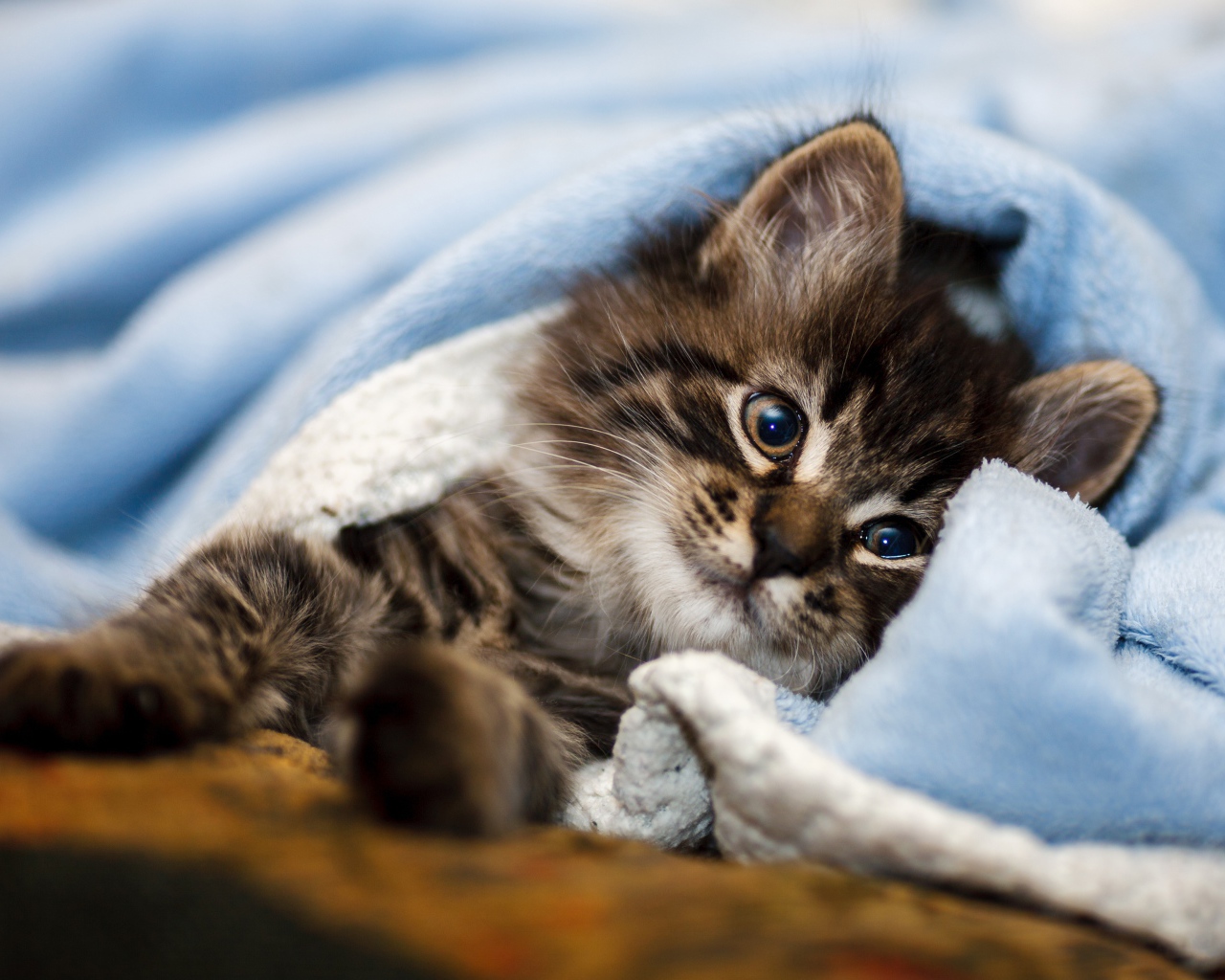 Породистый серый котенок лежит под голубым покрывалом 