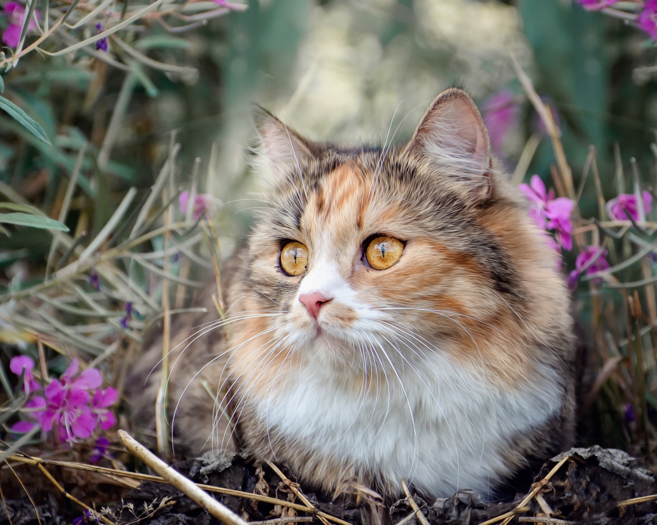 Пустая испуганная кошка сидит в траве с розовыми цветами