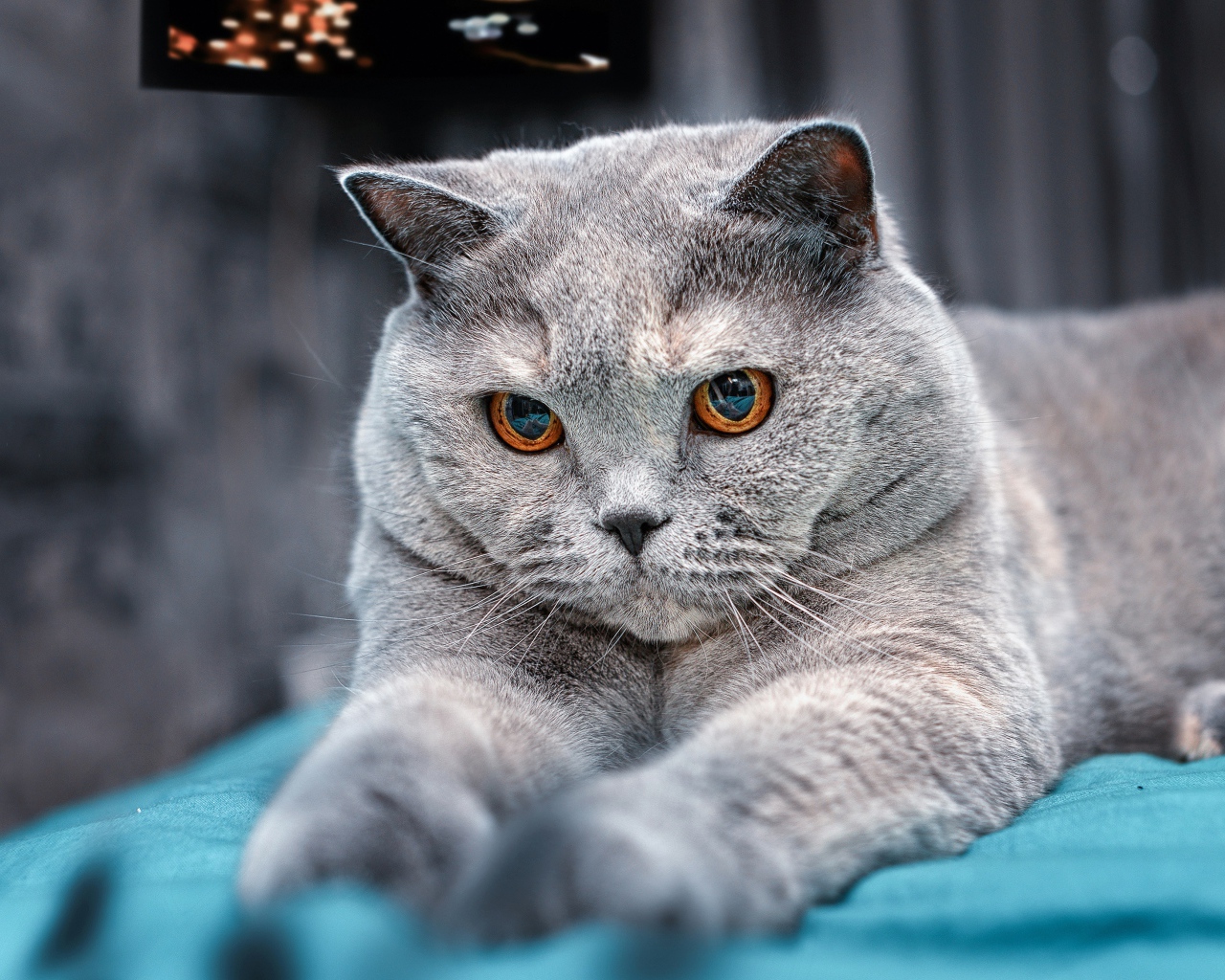 Пепельный британский кот с карими глазами на кровати