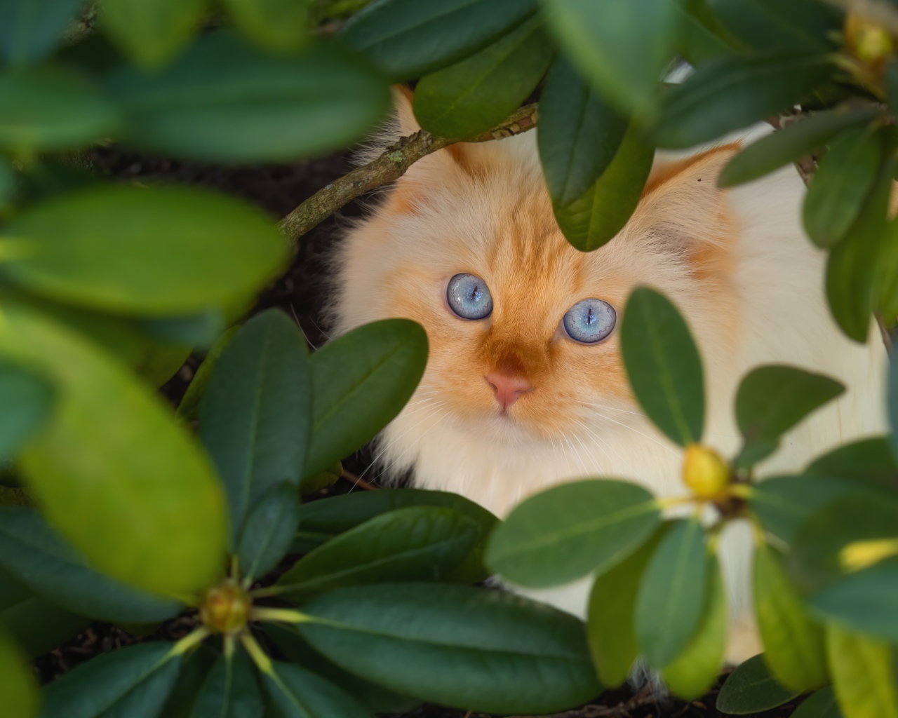 Красивый бежевый голубоглазый кот в зеленых листьях 