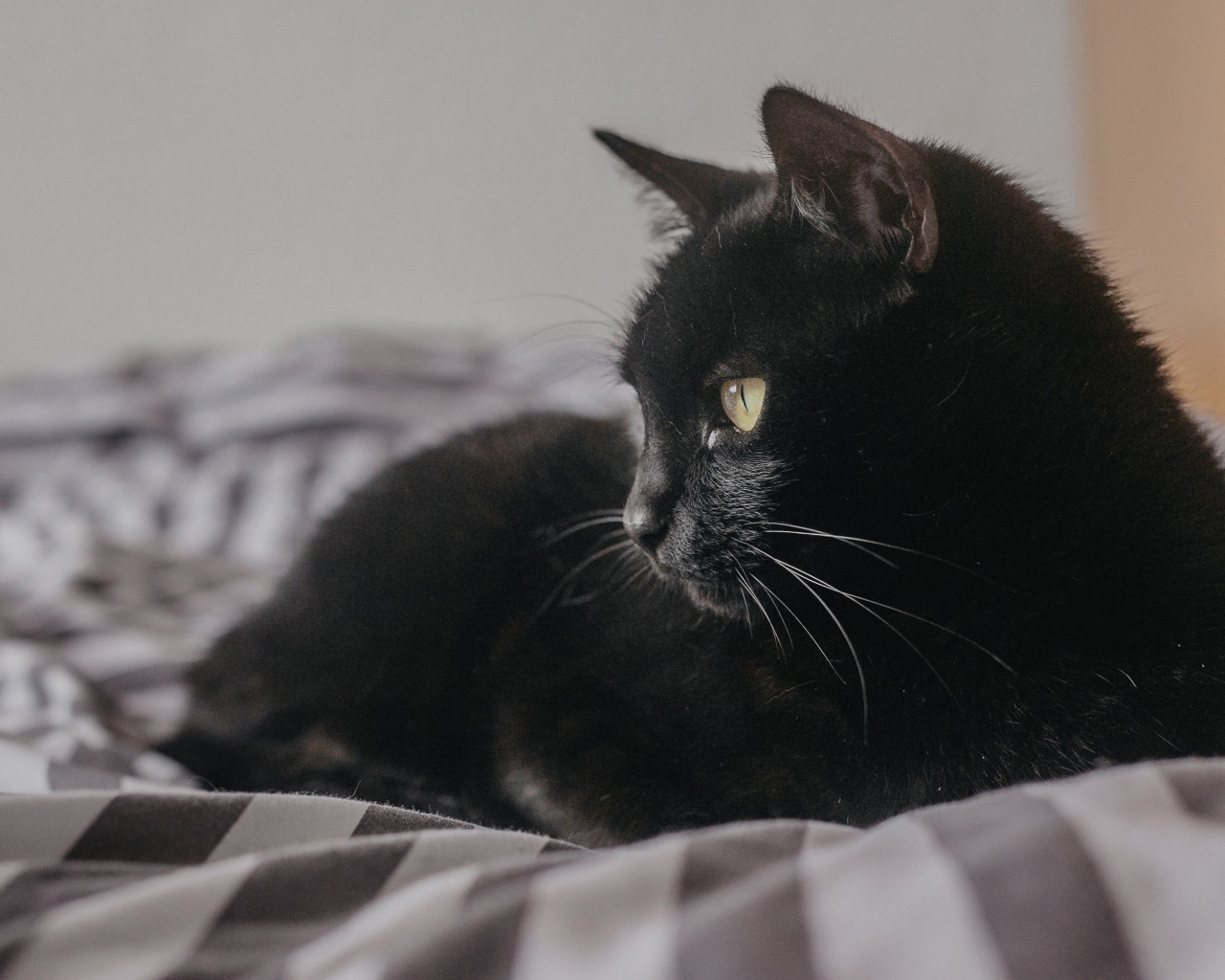 Красивый черный кот лежит на кровати 