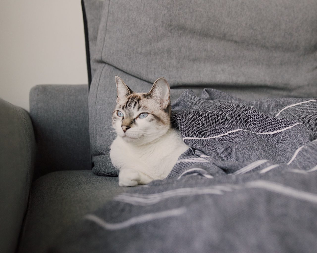 Красивая голубоглазая кошка лежит под одеялом