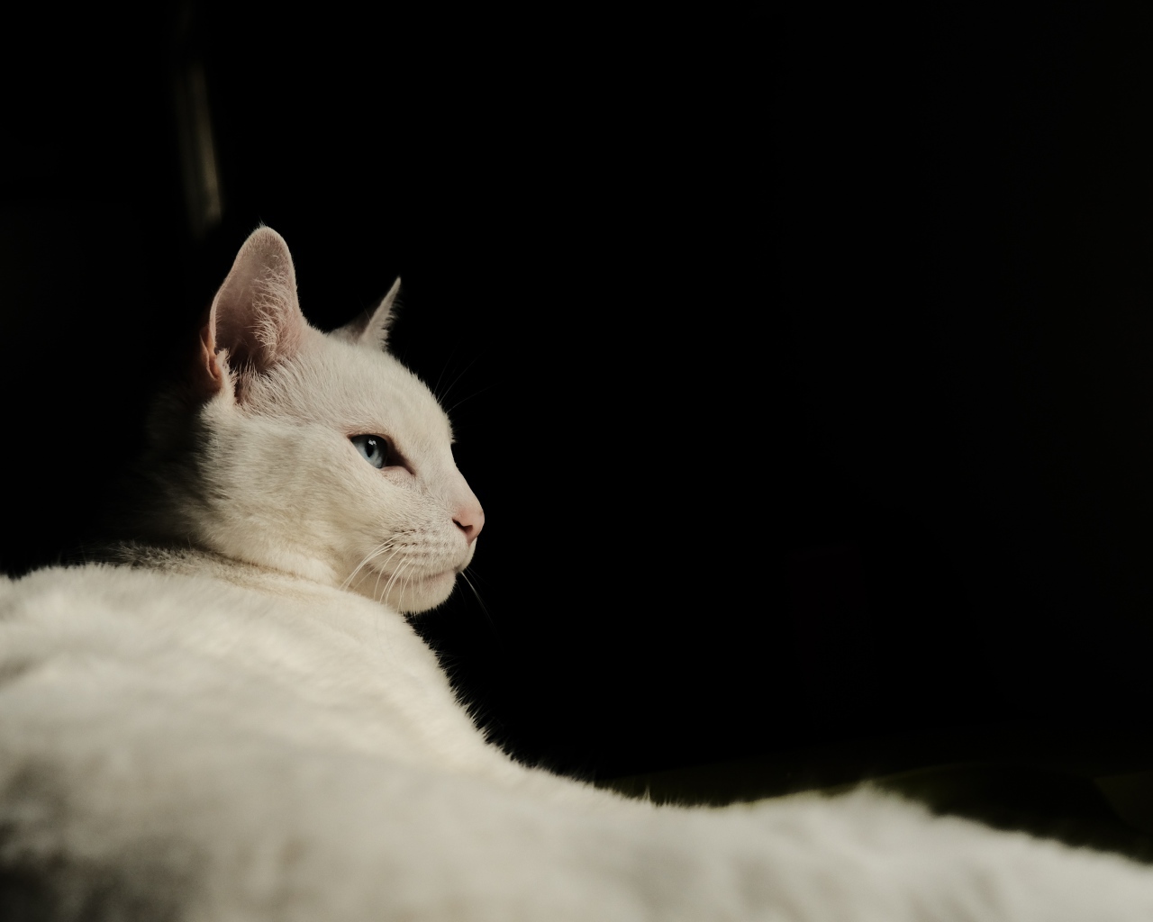 Красивая голубоглазая кошка на черном фоне