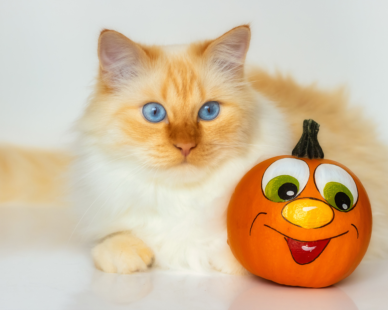 Красивый голубоглазый рыжий кот с игрушкой