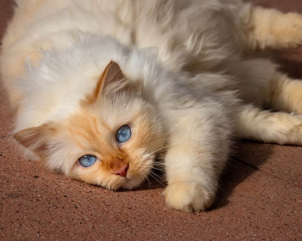 Красивая голубоглазая породистая кошка лежит на полу 