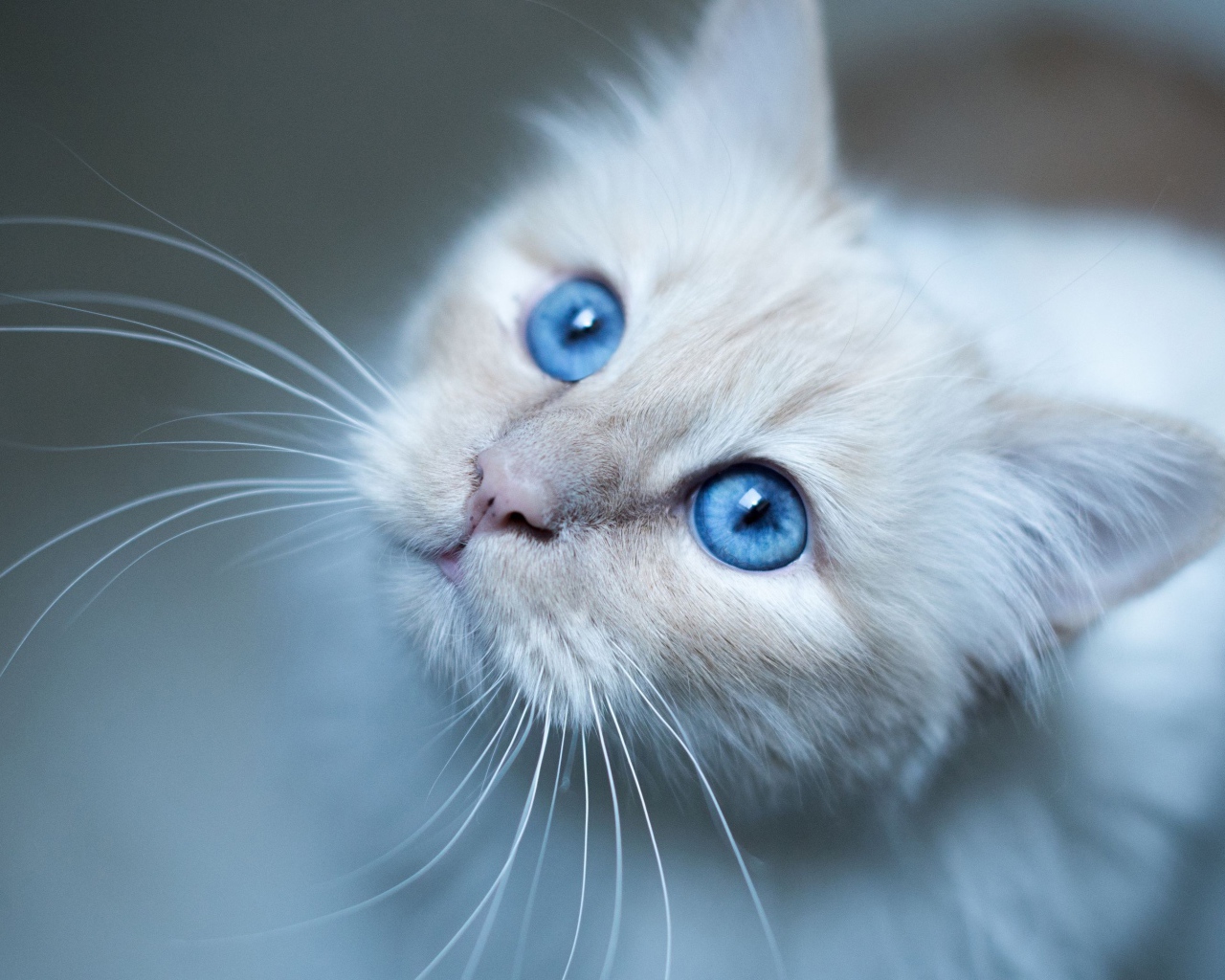 Красивые голубые глаза породистой кошки 
