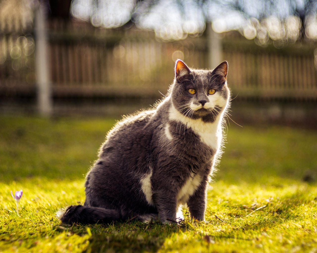 Красивый кот сидит на зеленой траве
