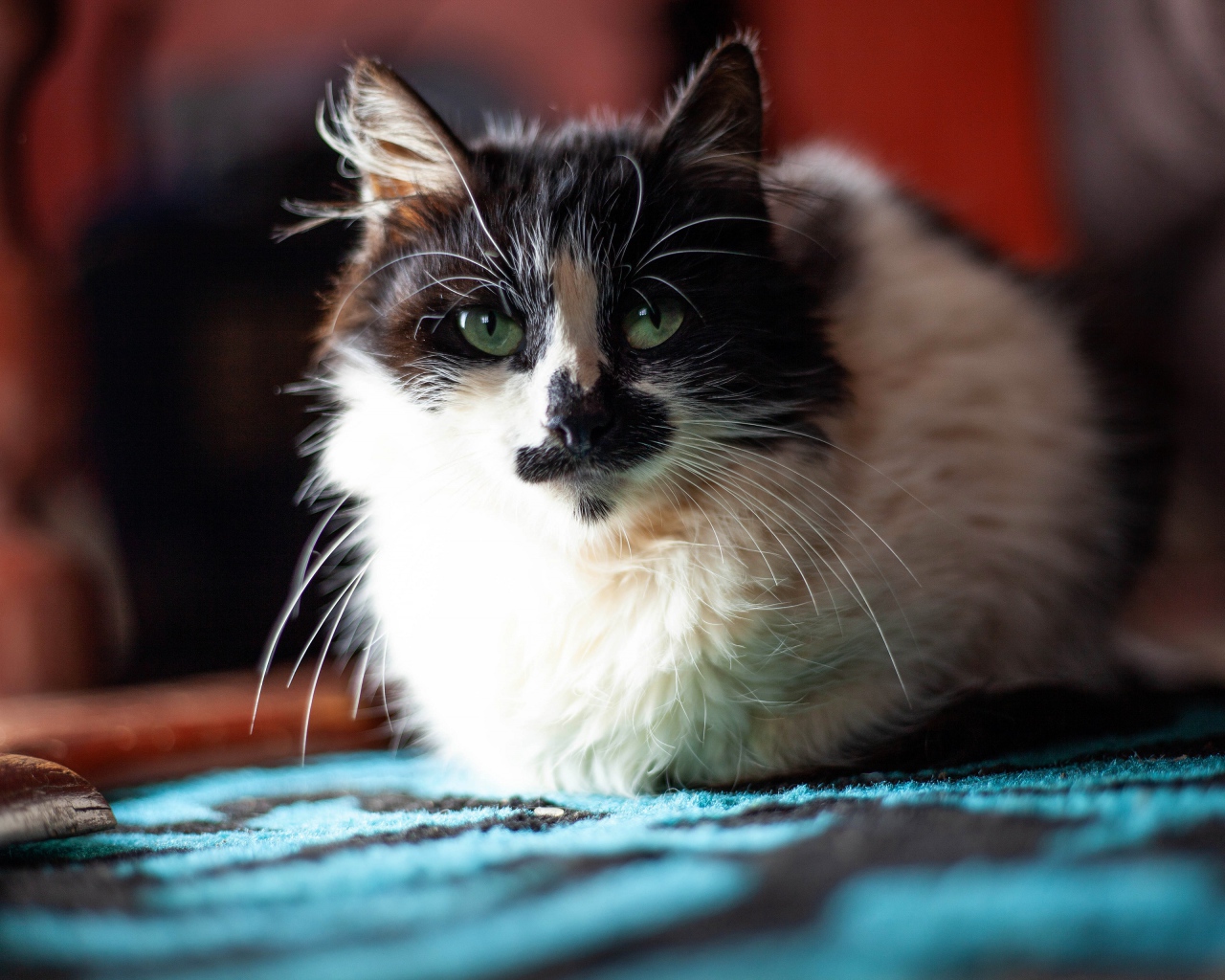 Красивая расцветка трехцветной кошки 