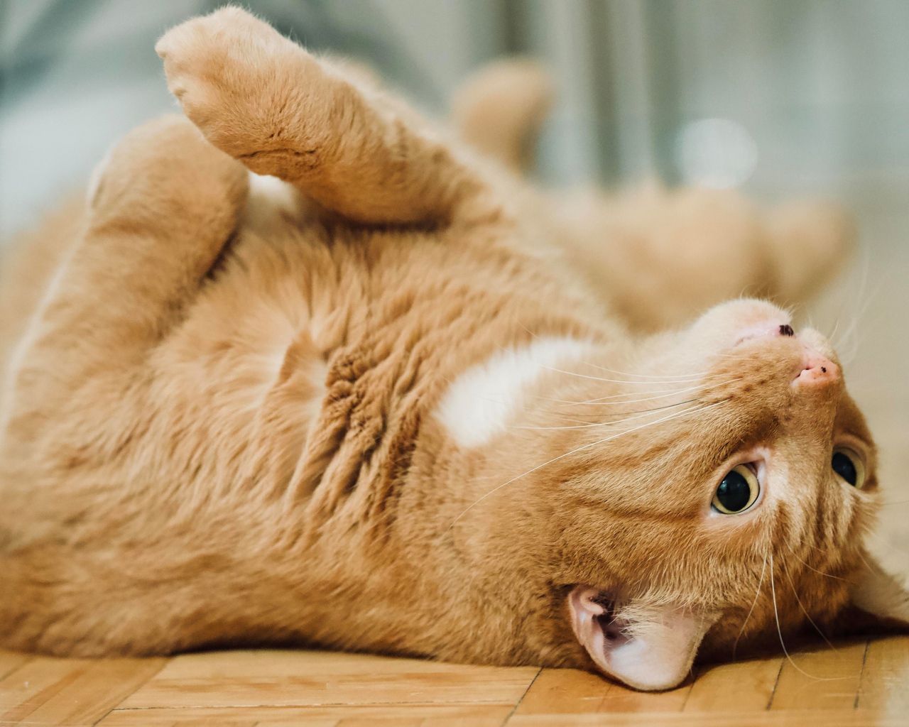 Красивый домашний рыжий кот лежит на полу 