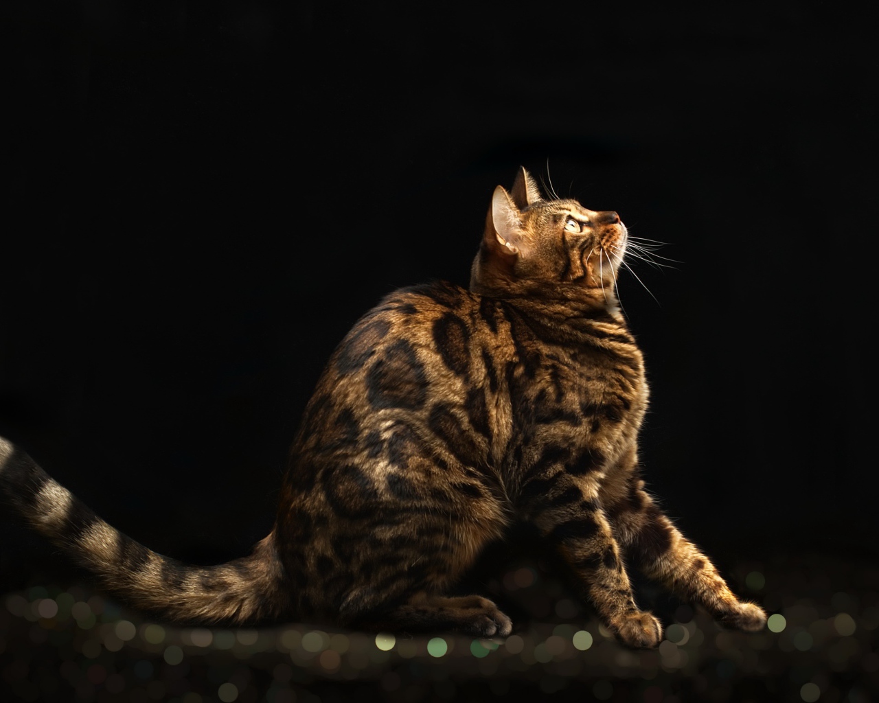 Красивая дорогая бенгальская кошка на черном фоне