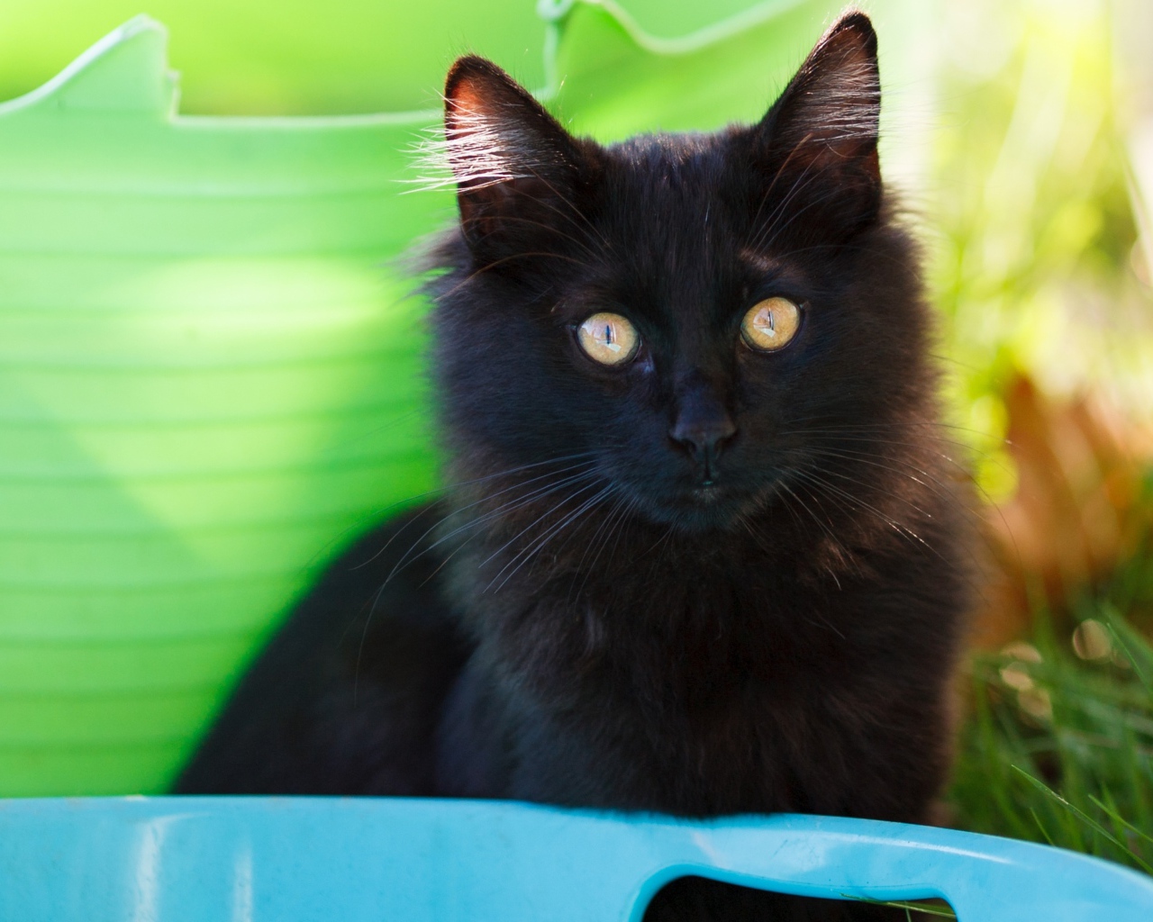 Красивый пушистый черный кот с желтыми глазами 