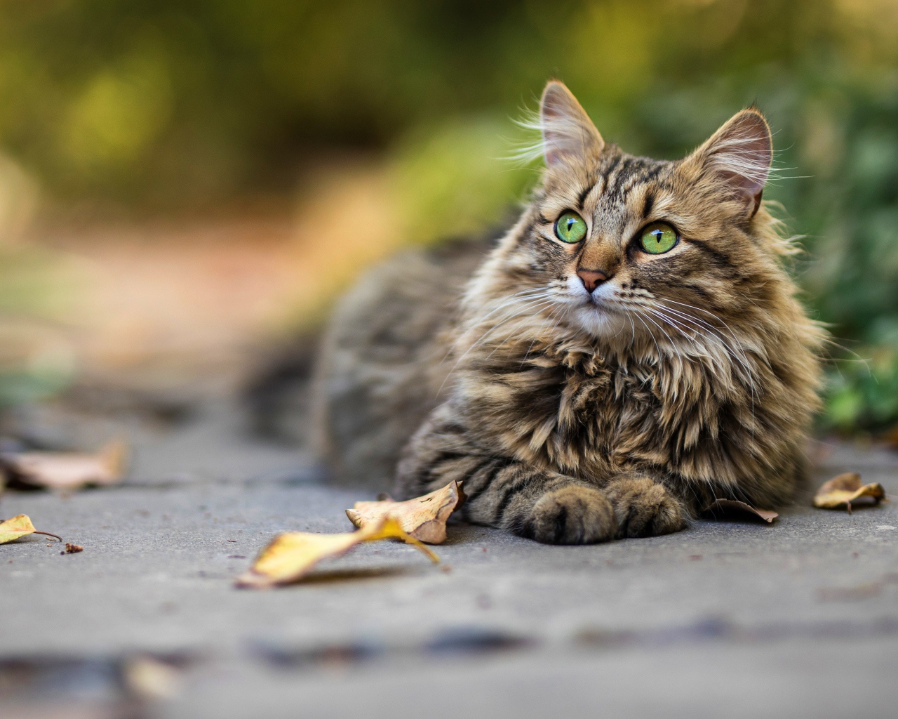 Красивый пушистый зеленоглазый серый  кот лежит на земле