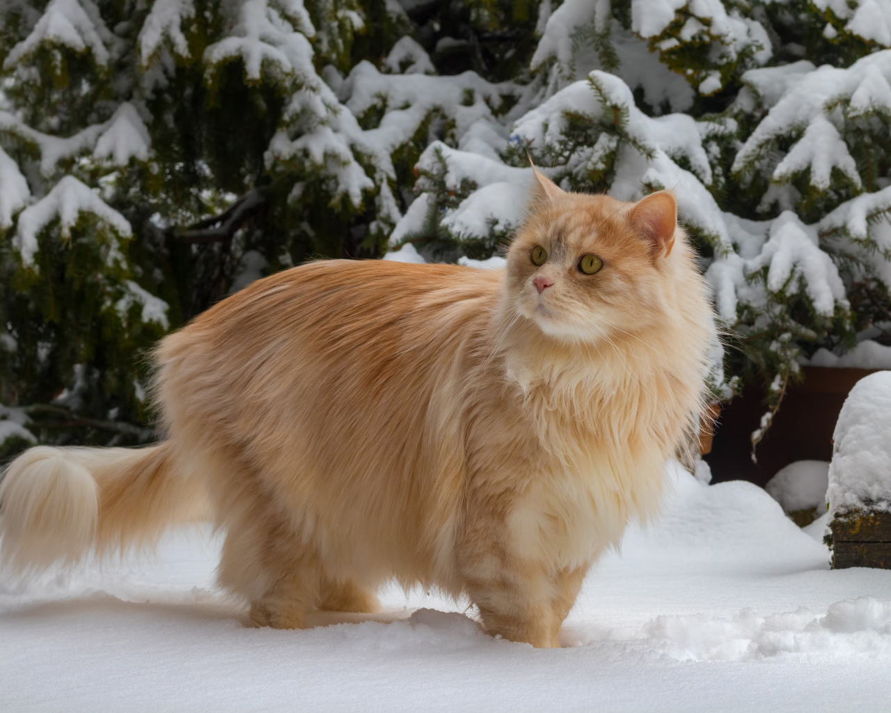 Beautiful fluffy red cat by a snowy fir