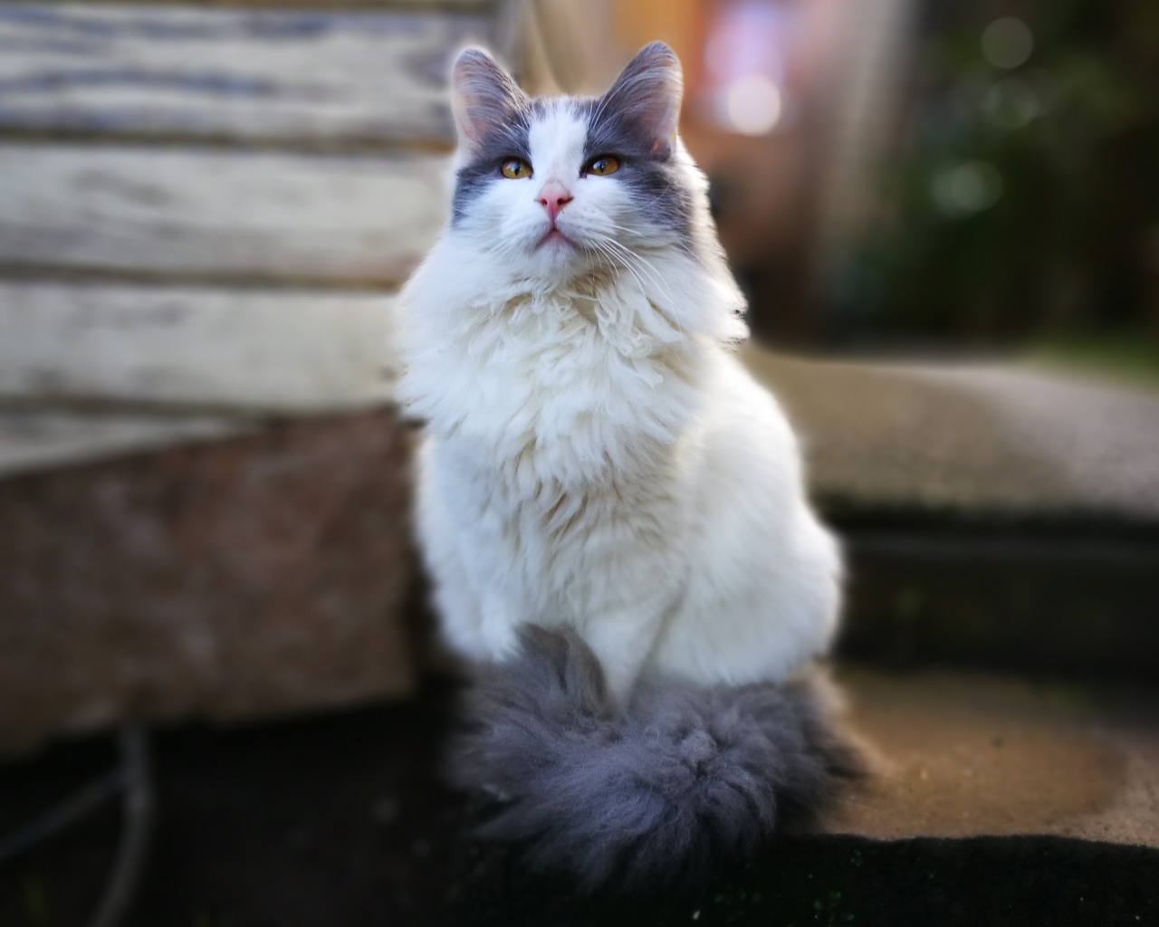 Красивый пушистый белый кот с серыми пятнами