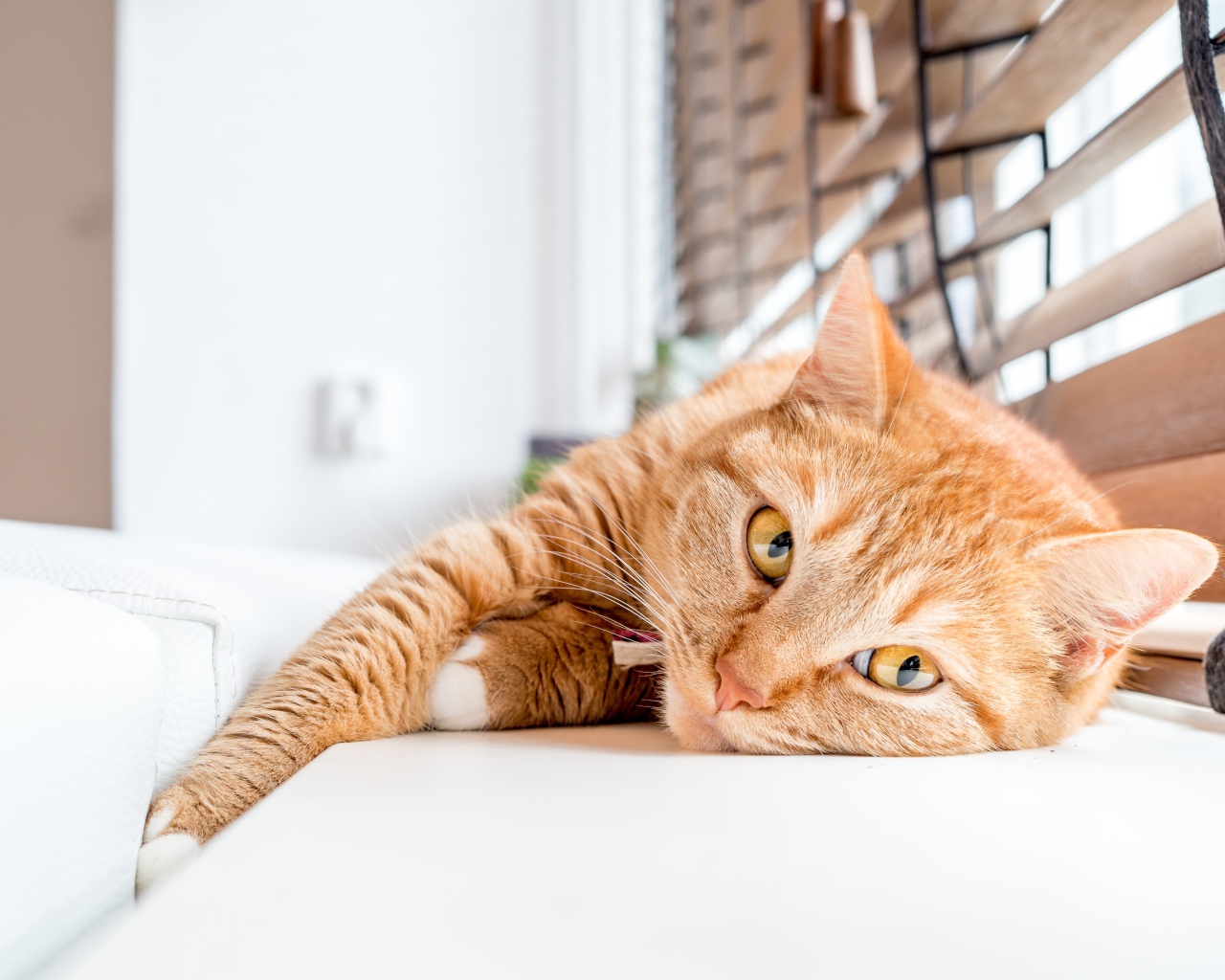 Красивый рыжий кот лежит на подоконнике 