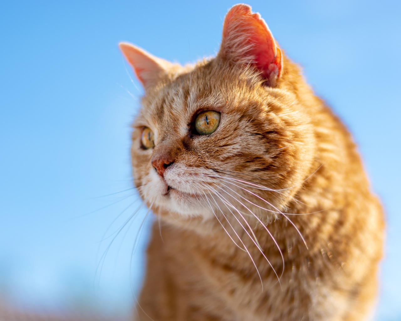 Красивый рыжий кот на голубом фоне