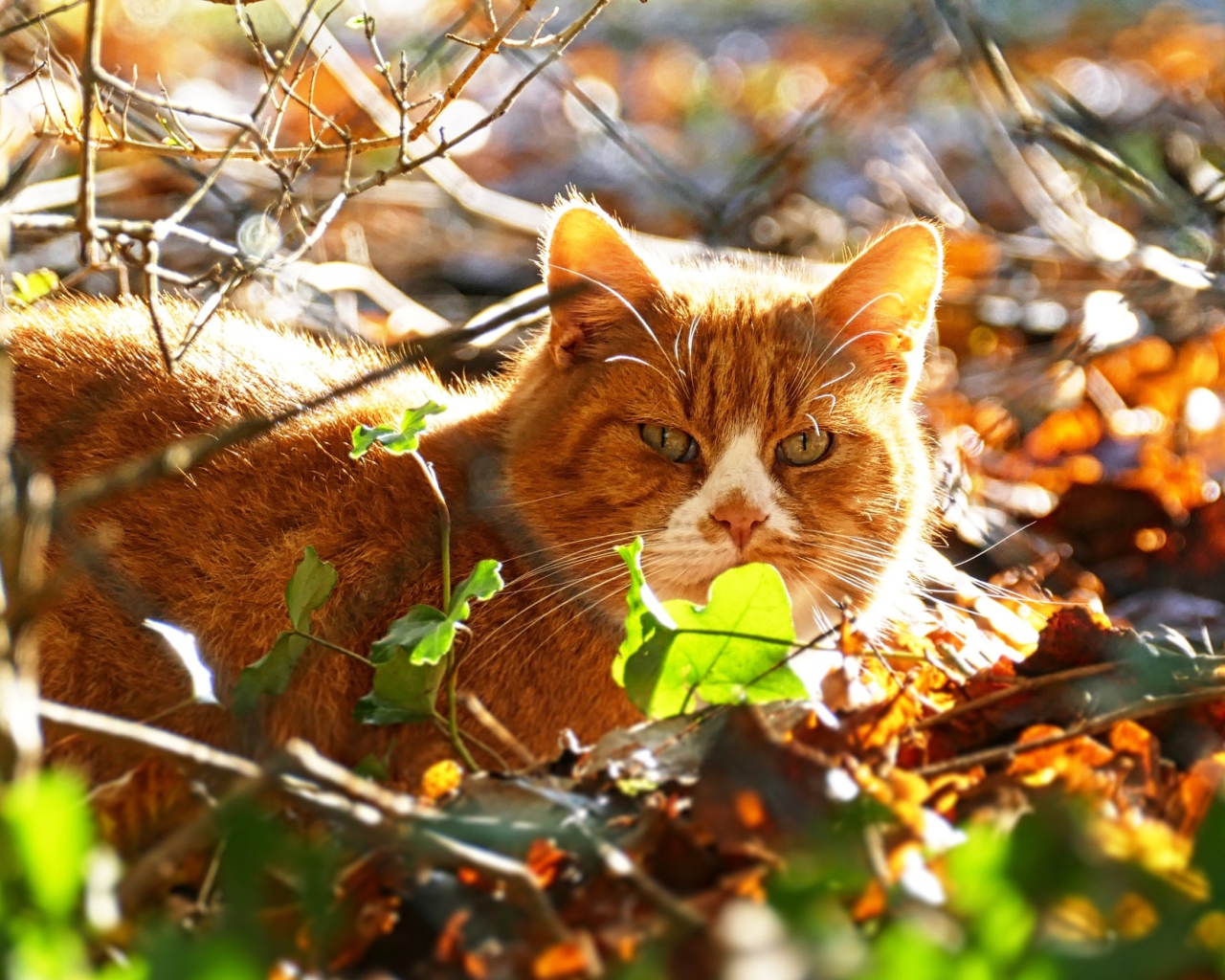 Красивый рыжий кот сидит в листве солнечным днем