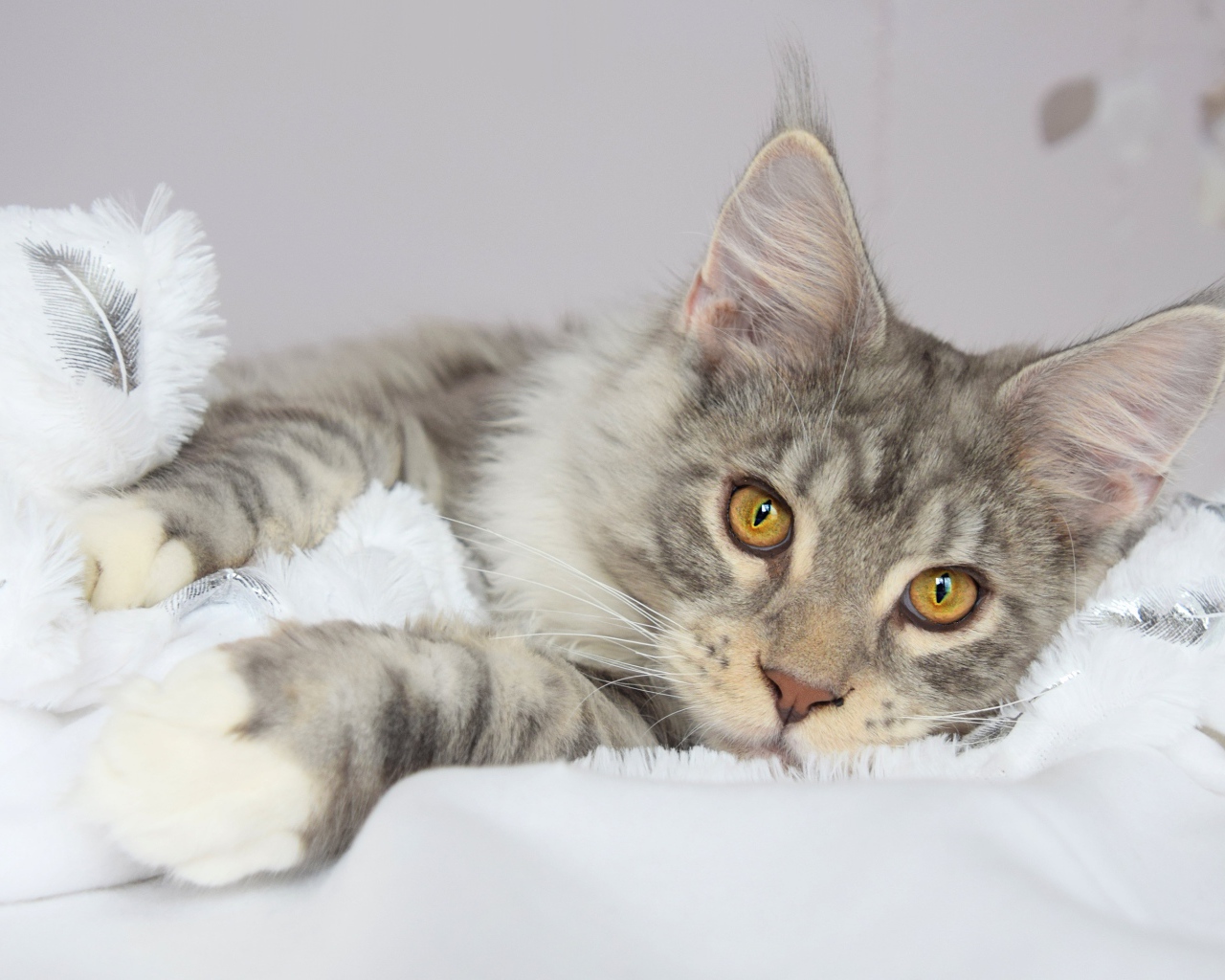 Красивый серый кот породы мейн кун лежит на кровати 