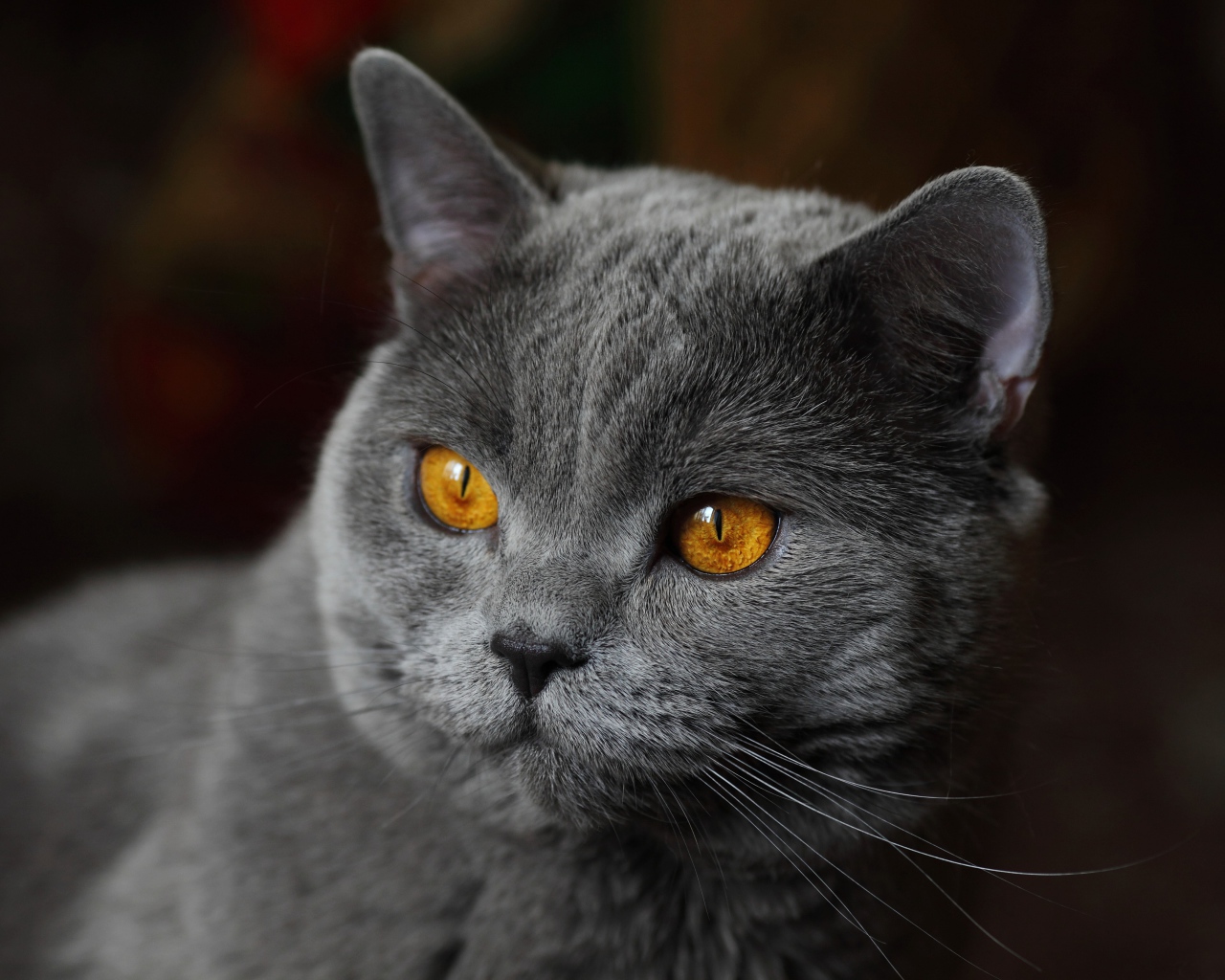 Красивый серый кот с желтыми глазами крупным планом