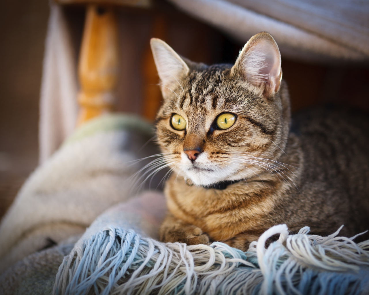 Красивый серый кот с желтыми глазами лежит на одеяле
